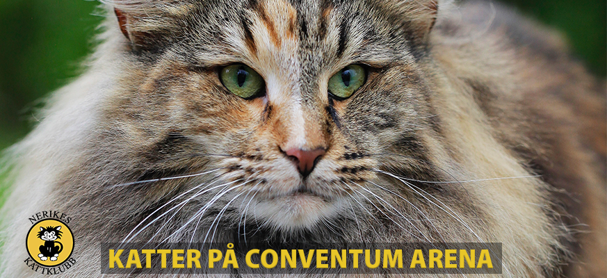 Katter på Conventum Arena i påsk